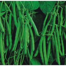 Organic Beans Dwarf French - Aiguillon