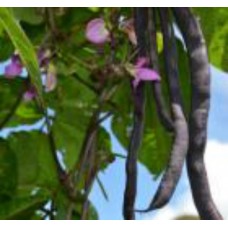 Organic Beans Climbing French    - Blauhilde