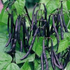 Organic Beans Dwarf French Purple Queen