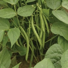 Organic Beans Dwarf French Speedy