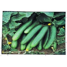 Organic Cucumber Sonja