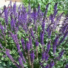 Organic Clary Sage