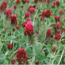 Organic Crimson Clover