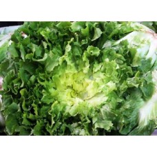 Organic Endive Escariol Green 