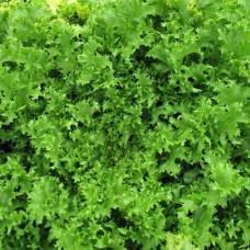 Organic Endive Wallone 