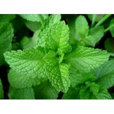 Organic Mint, Peppermint