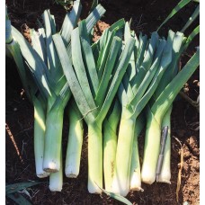 Organic Leek Chinook F1 NEW