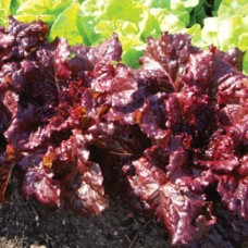 Organic Lettuce Roxy