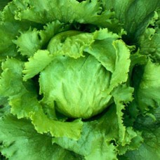 Organic Lettuce Saladin 
