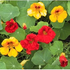 Organic Nasturtium Dwarf Mix 