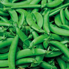 Organic Pea (Sugar Snap) Nairobi NEW