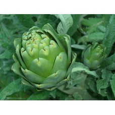 Organic Artichoke Imperial Star