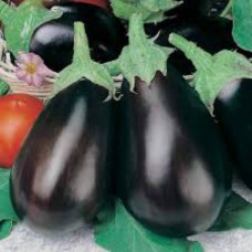 Organic Aubergine Black Beauty
