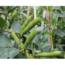 Organic Broad Beans Hangdown Green