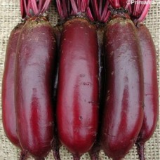 Organic Beetroot Cylindra