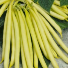 Organic Beans  Dwarf French - Helios (yellow)