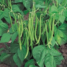 Organic Beans Dwarf French -  Maxi