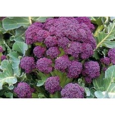 Organic Broccoli Purple Sprouting - Early