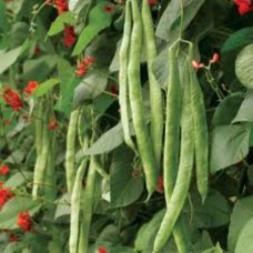 Organic Beans Runner - Scarlet Emperor NEW