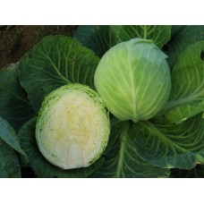 Organic Cabbage Dottenfelder