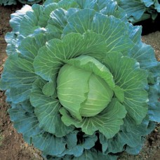 Organic Cabbage Drago F1