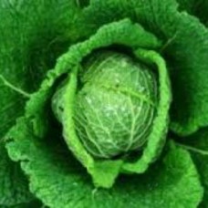 Organic Cabbage Savoy Marner Grufewi