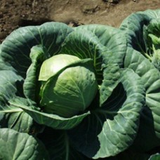 Organic Cabbage Premier