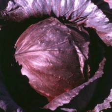 Organic Cabbage Red Drumhead Cabeza