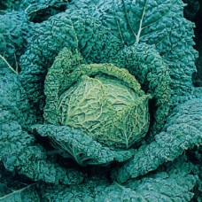Organic Cabbage Vertus, Savoy