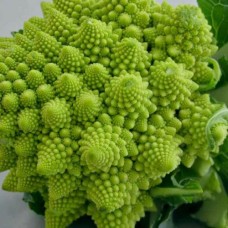 Organic Calabrese Veronica Romanesco F1