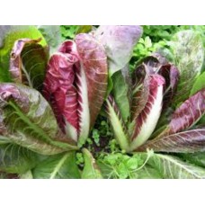 Organic Chicory Rossa di Treviso