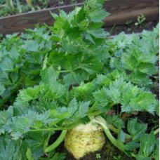 Organic Celeriac Prinz