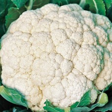 Organic Cauliflower Janvel F1 NEW
