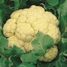 Organic Cauliflower Medaillon F1