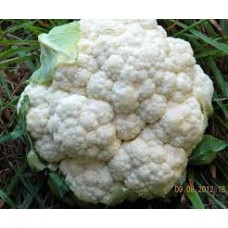 Organic Cauliflower Snowball