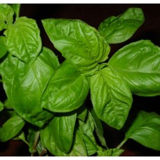 Organic Basil, Chen