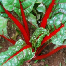 Organic Chard Rhubarb 
