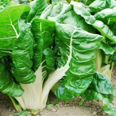 Organic Chard Swiss 