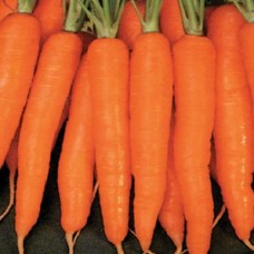 Organic Carrot Amsterdam Forcing Amfine