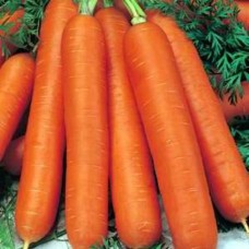 Organic Carrot Bambino