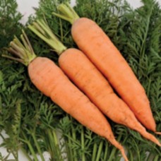 Organic Carrot Rodelika