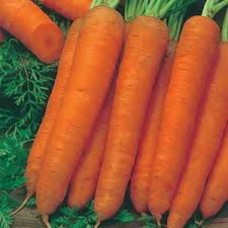 Organic Carrot Resistafly