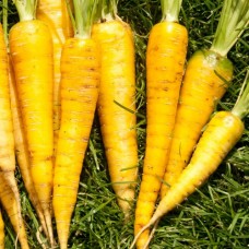 Organic Carrot Yellowstone