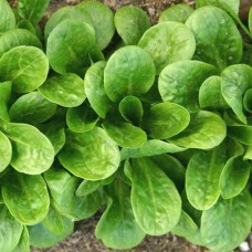 Organic Corn Salad Vit