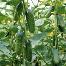 Organic Cucumber Diamant F1 Gherkin