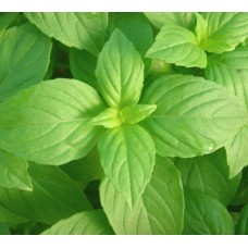 Organic Basil, Lemon