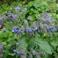 Organic Borage