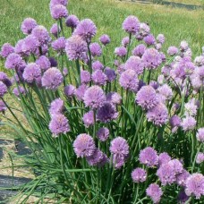 Organic Chives