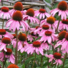 Organic Echinacea