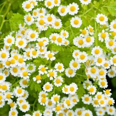 Organic Feverfew